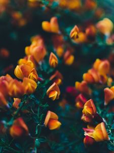 Preview wallpaper flowers, bush, branches, buds