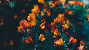 Preview wallpaper flowers, bush, branches, buds