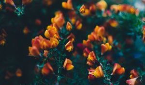 Preview wallpaper flowers, bush, branches, buds