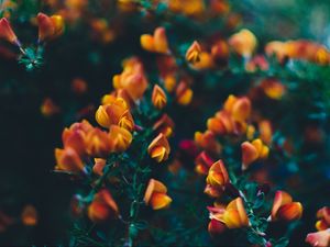 Preview wallpaper flowers, bush, branches, buds