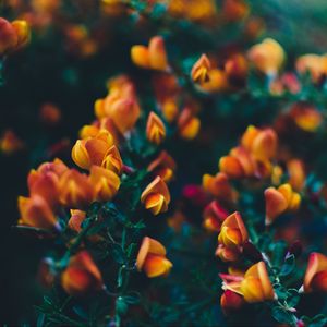 Preview wallpaper flowers, bush, branches, buds