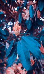 Preview wallpaper flowers, bush, garden, leaves