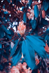 Preview wallpaper flowers, bush, garden, leaves