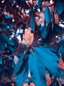 Preview wallpaper flowers, bush, garden, leaves