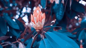 Preview wallpaper flowers, bush, garden, leaves