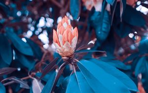 Preview wallpaper flowers, bush, garden, leaves