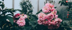 Preview wallpaper flowers, bush, greenhouse