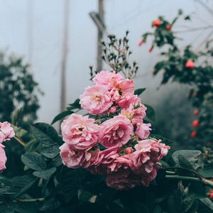 Preview wallpaper flowers, bush, greenhouse