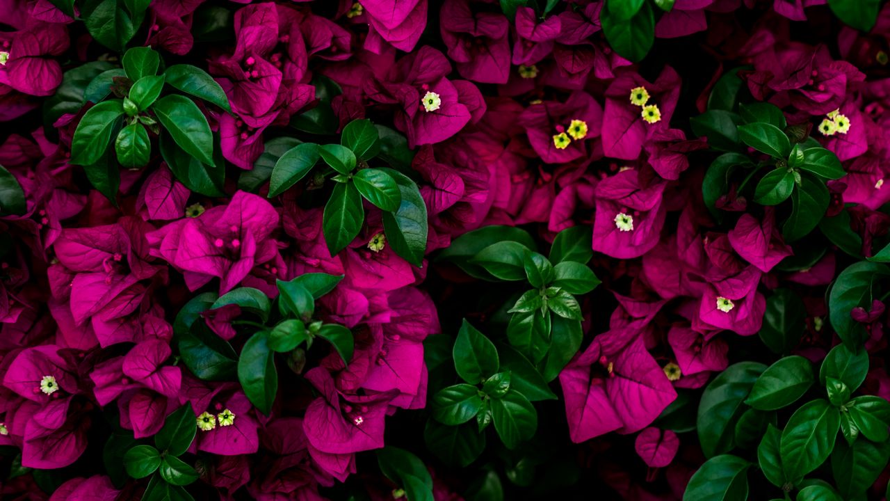 Wallpaper flowers, bush, leaves, pink