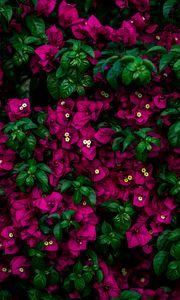 Preview wallpaper flowers, bush, leaves, pink
