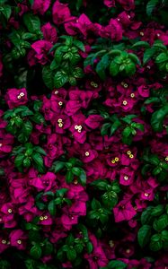 Preview wallpaper flowers, bush, leaves, pink