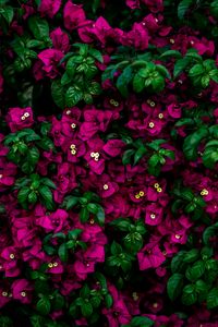 Preview wallpaper flowers, bush, leaves, pink