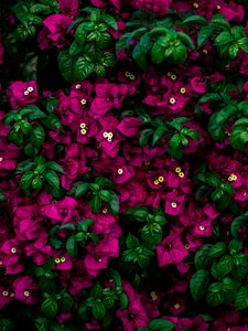 Preview wallpaper flowers, bush, leaves, pink