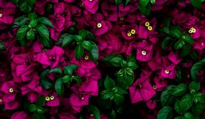 Preview wallpaper flowers, bush, leaves, pink
