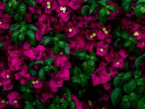 Preview wallpaper flowers, bush, leaves, pink