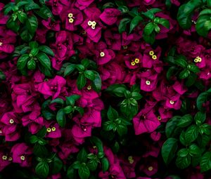 Preview wallpaper flowers, bush, leaves, pink