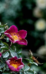 Preview wallpaper flowers, bush, moisture