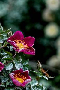 Preview wallpaper flowers, bush, moisture