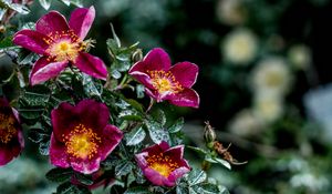 Preview wallpaper flowers, bush, moisture