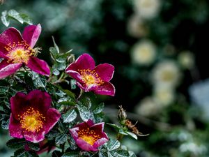 Preview wallpaper flowers, bush, moisture