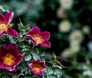 Preview wallpaper flowers, bush, moisture