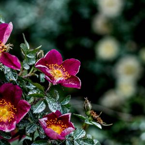 Preview wallpaper flowers, bush, moisture