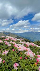 Preview wallpaper flowers, bush, mountains, hills, landscape