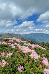 Preview wallpaper flowers, bush, mountains, hills, landscape