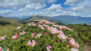 Preview wallpaper flowers, bush, mountains, hills, landscape