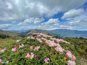Preview wallpaper flowers, bush, mountains, hills, landscape