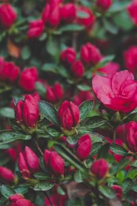 Preview wallpaper flowers, bush, petals