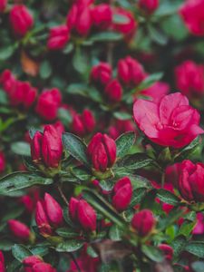 Preview wallpaper flowers, bush, petals