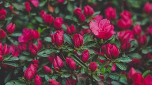 Preview wallpaper flowers, bush, petals