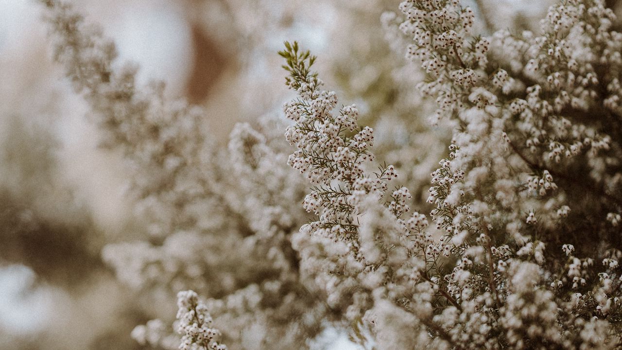 Wallpaper flowers, bush, plant, bloom, white