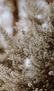 Preview wallpaper flowers, bush, plant, bloom, white
