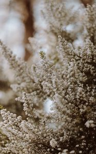 Preview wallpaper flowers, bush, plant, bloom, white