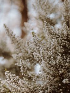 Preview wallpaper flowers, bush, plant, bloom, white