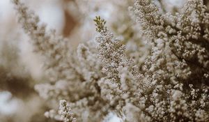 Preview wallpaper flowers, bush, plant, bloom, white