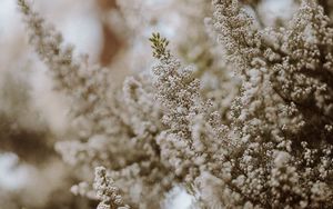 Preview wallpaper flowers, bush, plant, bloom, white