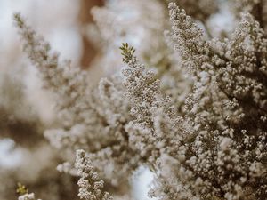 Preview wallpaper flowers, bush, plant, bloom, white