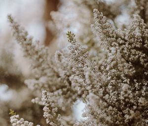 Preview wallpaper flowers, bush, plant, bloom, white