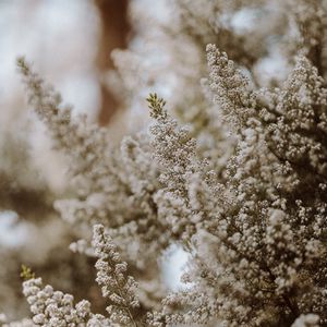 Preview wallpaper flowers, bush, plant, bloom, white