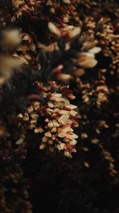 Preview wallpaper flowers, bush, plant, flowering