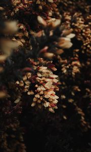 Preview wallpaper flowers, bush, plant, flowering