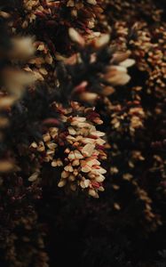 Preview wallpaper flowers, bush, plant, flowering