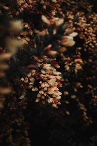 Preview wallpaper flowers, bush, plant, flowering