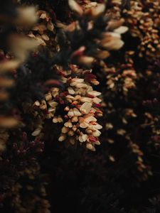 Preview wallpaper flowers, bush, plant, flowering