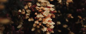 Preview wallpaper flowers, bush, plant, flowering
