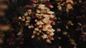 Preview wallpaper flowers, bush, plant, flowering