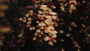 Preview wallpaper flowers, bush, plant, flowering